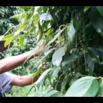 BKP: Ekspor pertanian Babel naik 65 persen-1674204300