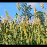 Budidaya tanaman Sorgun di Salah satu Desa di Kabupaten Kolaka Timur (Koltim). (Foto ANTARA/HO-Kominfo Koltim)-1672817970