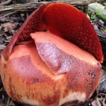bunga rafflesia-1673435542
