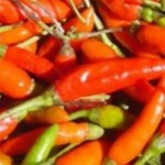 Cabai yang sudah dipetik (ANTARA/Akhyar)-1673509678