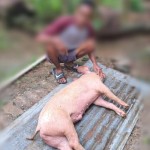 Cegah flu Babi Pemkab Kupang ingatkan warga jaga kebersihan kandang-1674463322