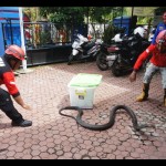 Damkar Trenggalek kian terlatih tangani hewan berbahaya-1673491440