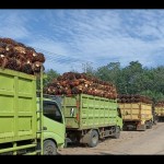 Deretan truk mengangkut tandan buah segar kelapa sawit. ANTARA/Anggi Mayasari-1673843693