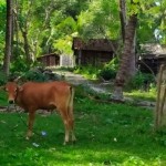 Dokumentasi- Sapi Krui yang ada di Pulau Pisang Pesisir Barat Lampung pada 2021. ANTARA/Ruth Intan Sozometa Kanafi.-1673591699