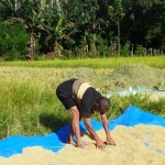 Doroteus Jenusi (55), warga Desa Compang Longgo, Kecamatan Komodo, Manggarai Barat, NTT menjemur padi yang telah dipanen. (ANTARA/Fransiska Mariana Nuka)-1673598863