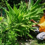 DPRD minta Pemkot Surabaya budidaya toga untuk obat tradisional-1672713103