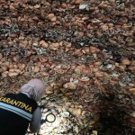 Ekspor komoditas pertanian Sultra rambah Afrika-1672649517