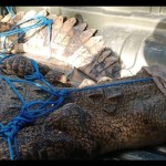 Evakuasi buaya-1672839620