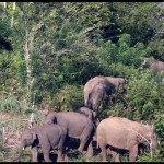 gajah liar.-1674545645