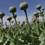 Gambar Opium. Antara obat dan racun. (Google.Co.Id/Dok)-1674793121