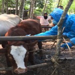 hewan ternak-1673352024