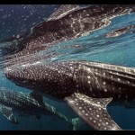 Hiu paus di Taman Nasional Teluk Cendrawasih, Papua. ANTARA/HO-Taman Nasional Teluk Cendrawasih/am.-1673942803