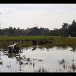 Ilustrasi - Lahan pertanian sawah di Kabupaten Tangerang terendam banjir akibat hujan deras dan luapan air sungai setempat. (Azmi)-1674444802