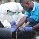 Ilustrasi pengambilan sampel babi di NTT. ANTARA/Ho-1674108681