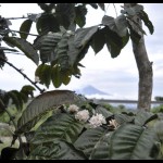 Ilustrasi: Perkebunan kopi di Kabupaten Ogan Komering Ulu, Sumatera Selatan yang disiapkan sebagai destinasi agrowisata. (ANTARA/M Riezko Bima Elko P)-1673600179