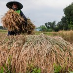 Ilustrasi: Petani memanen padi di Rangkasbitung, Lebak, Banten. ANTARA FOTO/Muhammad Bagus Khoirunas/ (ANTARA FOTO/MUHAMMAD BAGUS KHOIRUNAS)-1672642089