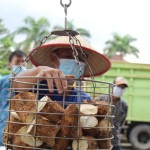 Ilustrasi- Petani singkong tengah menimbang singkong hasil panen. ANTARA/Ruth Intan Sozometa Kanafi.-1674621366