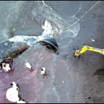 Ilustrasi - Seekor paus sperma yang mati terdampar. ANTARA FOTO/Budi Candra Setya/foc-1674189368