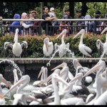 Kebun binatang Ragunan dikunjungi 8.509 orang saat libur Imlek-1674371537