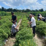 Kegiatan panen cabai milik petani Belitung (ANTARA/Kasmono)-1672804270