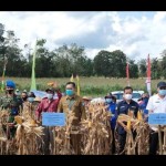 Kegiatan panen jagun di Bengkayang (ANTARA/Dedi)-1675149024