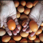 Kepala BKKBN anjurkan konsumsi telur untuk cegah stunting pada anak-1674530527