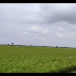 Lahan tanaman padi petani terendam banjir beberapa waktu lalu. (ANTARA/Akhmad Nazaruddin Lathif)-1674460066