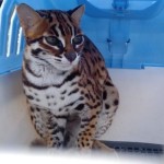 macan akar-1673965117