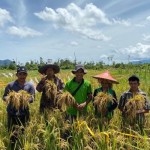 Menjelang panen raya padi di Tanah Air-1674971411