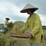 Mentan harap Bulog maksimalkan serap gabah petani pada panen raya-1672716041