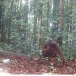 Orang utan untuk pertama kali terekam kamera di Cagar Alam Pararawen-1674188745