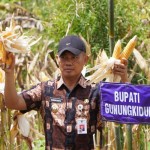 Panen raya jagung di Desa Bunder, Kabupaten Gunungkidul. (ANTARA/HO-Humas Pemkab Gunungkidul)-1673592887