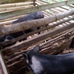 Pemkab Nagekeo perketat pengawasan lalu lintas ternak cegah ASF-1673947223