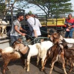 Pengawasan DPKH Gunungkidul mengawasi lalu lintas ternak di pasar hewan. (ANTARA/HO-Instagram dpkh_gunungkidul)-1673333443