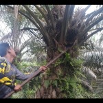 Petani di Kecamatan Air Manjuto, Kabupaten Mukomuko sedang memanen tandan buah segar kelapa sawit, Selasa (6/12/2022) ANTARA/Ferri.-1673429143