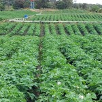 Petani hortikultura di Sumut bantah program lumbung pangan gagal-1675149171