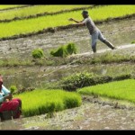 Petani menanam padi di lahan sawah tadah hujan , Desa Lampisang, Lhoknga, Aceh Besar, Aceh, Senin (28/11). (ANTARA FOTO/Ampelsa/nz/16)-1673420307