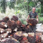 Petani sawit di Kalbar mengangkat TBS sawit (ANTARA/Dedi)-1673333731