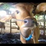 Peternakan sapi di Kecamatan Sepaku, Kabupaten PPU (ANTARA/ M Ghofar)-1672731805