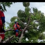 Petugas evakuasi pohon tumbang di Cakung-1674439358