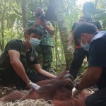 Petugas konservasi-1673860146