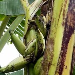 Pisang yang tumbuh dari dalam batang di kawasan Keputih, Surabaya, Kamis, (19/1/2023). ANTARA/HO-Budiono-1674186555