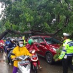 pohon tumbang-1674825765