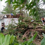 pohon tumbang-1674896982