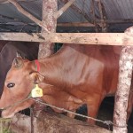 Sapi di Bangka Tengah diberikan suntik vaksin PMK, Rabu (29/6) (ANTARA/Ahmadi)-1674119723