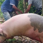 Seekor babi-1674632781