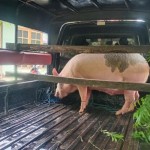 Seekor babi dimuat di salah satu kendaraan di pulau Adonara, Flores Timur, NTT, Selasa (24/1/2023). ANTARA/Kornelis Kaha-1674532588