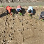 Sejumlah mantan narapidana terorisme melakukan penanaman padi di Sukamandi, Subang, Jawa Barat, Jumat (6/1/2023). (ANTARA/HO-Sang Hyang Seri)-1673255851