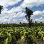 Tanaman tembakau milik petani di Lombok Tengah, Nusa Tenggara Barat pada musim tanam 2022 (ANTARA/Akhyar)-1673505439