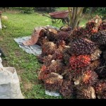 Tandan buah segar kelapa sawit. ANTARA-1673946102